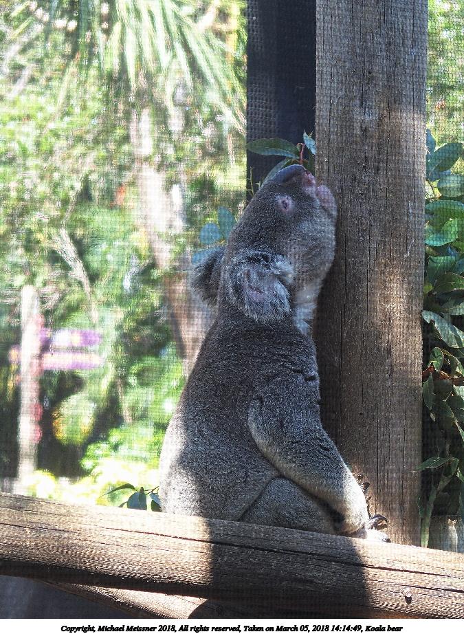 Koala bear #2