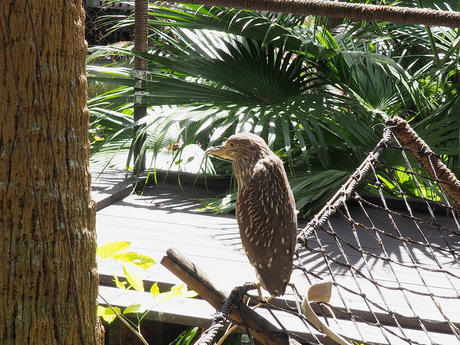 Cuban whistling duck
