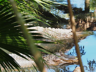 Alligators #2