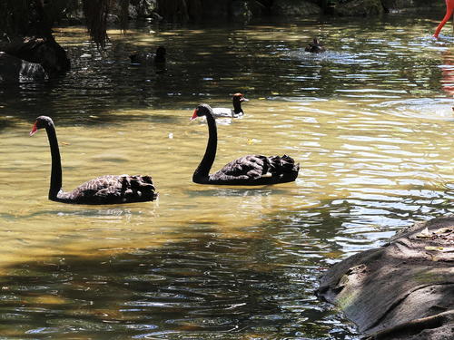 Black Swans