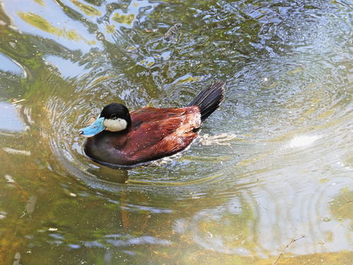 Ruddy duck
