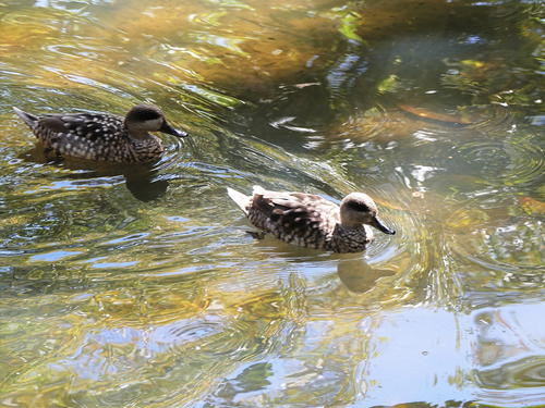 Cuban whistling ducks