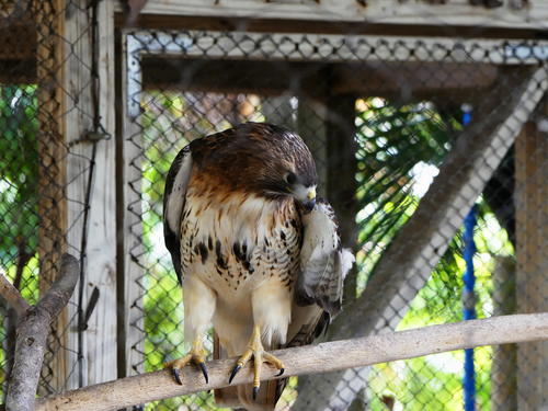 Red-shouldered hawk