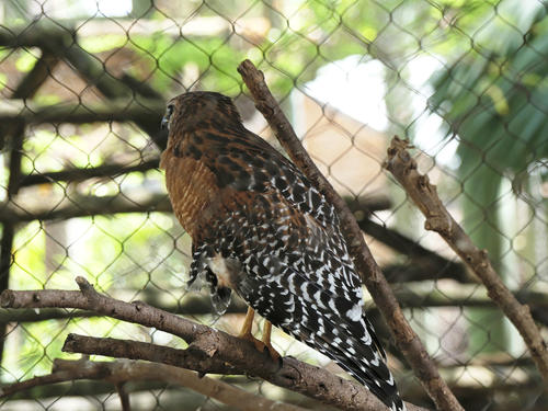 Red-shouldered hawk #2