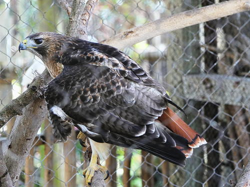 Red-tailed hawk