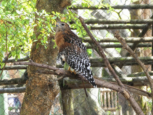 Red-shouldered hawk #3