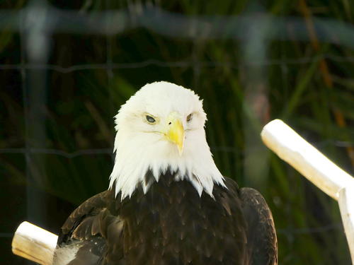 Bald eagle