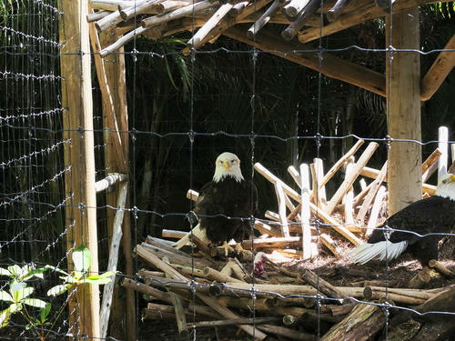Bald eagle #2