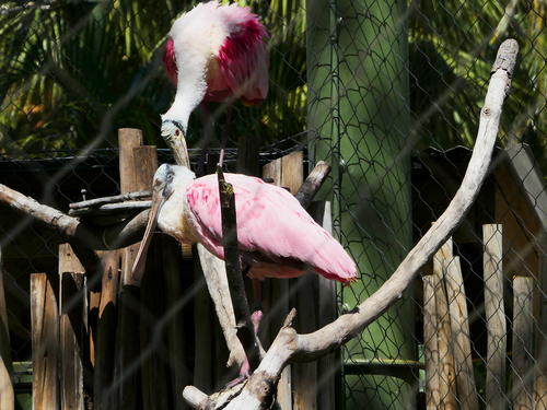 Roseate spoonbill