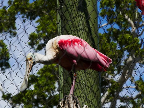 Roseate spoonbill #2