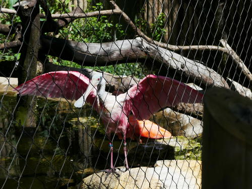 Roseate spoonbill #3