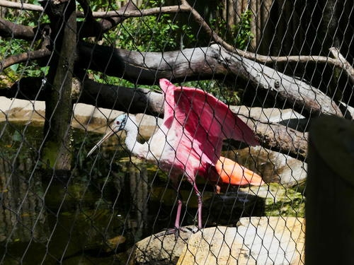 Roseate spoonbill #4