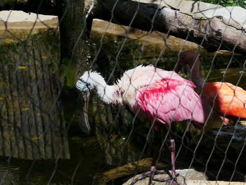 Roseate spoonbill #5