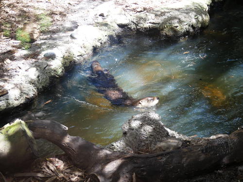 River otter
