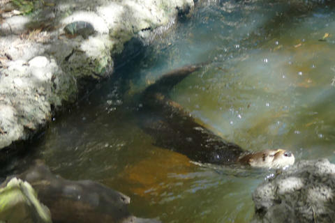 River otter #3