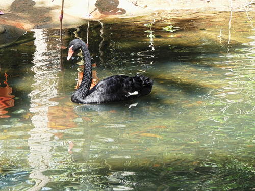 Black swan
