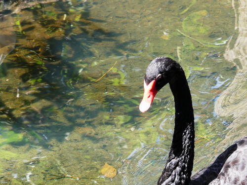 Black swan #2