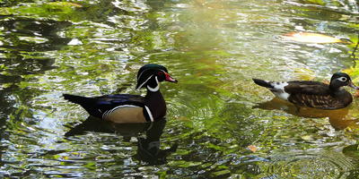 Rosy-billed pochard