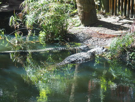 Alligators #3