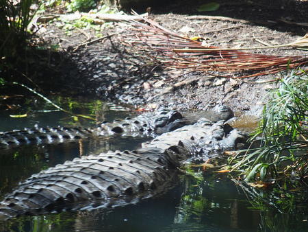 Alligators #4