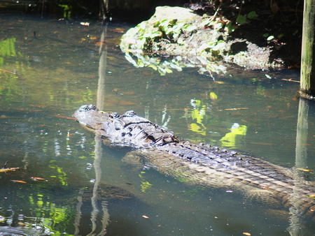 Alligator #2