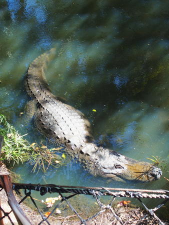 Don't trust smiling alligators