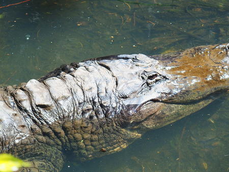 Alligator #3