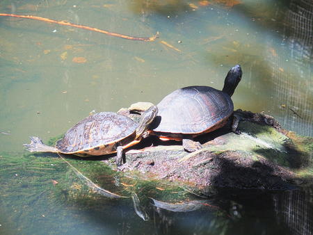 Turtles #3