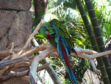 Macaw