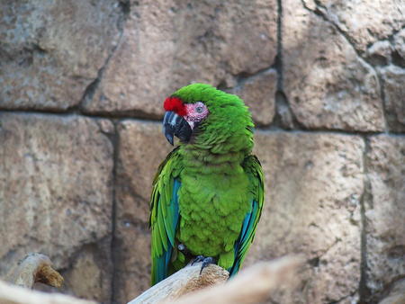 Macaw #2