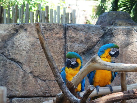 Macaws