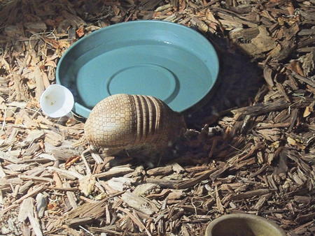 Three-banded armadillo