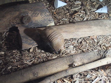 Three-banded armadillo #2