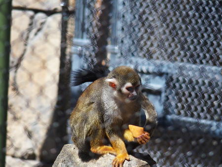 Squirrel monkey
