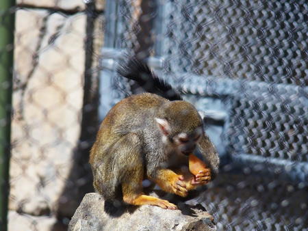 Squirrel monkey #2