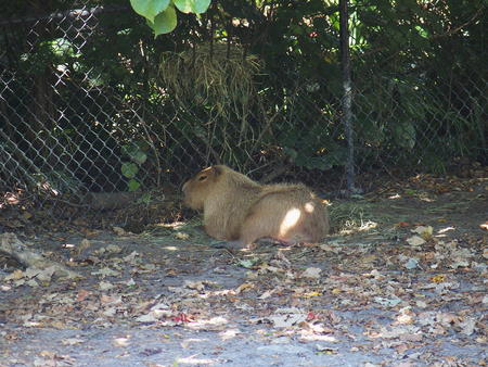 Capybara