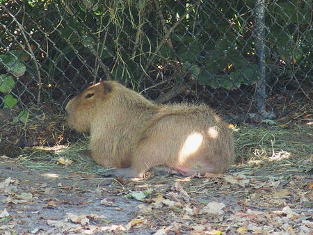 Capybara #2