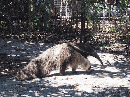 Giant anteater