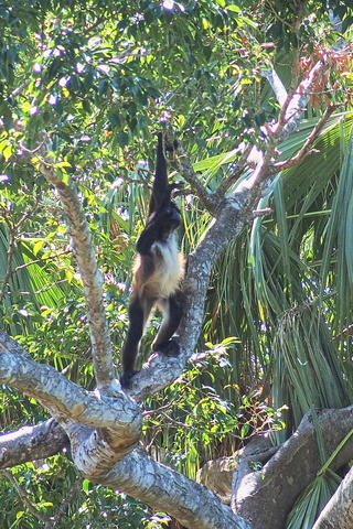 White-throated capuchin
