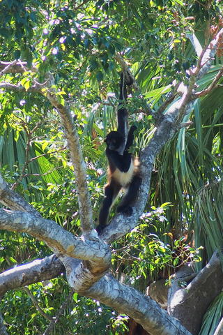 White-throated capuchin #2