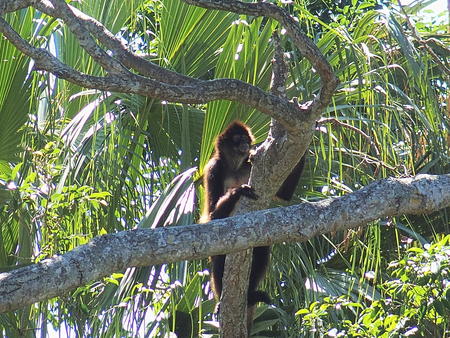 Tufted capuchin