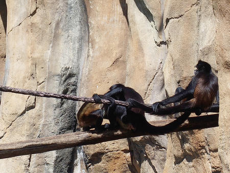 Mexican spider monkeys