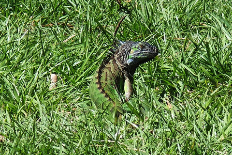 Iguana