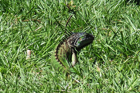 Iguana #2