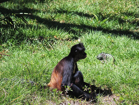 Monkey and iguana