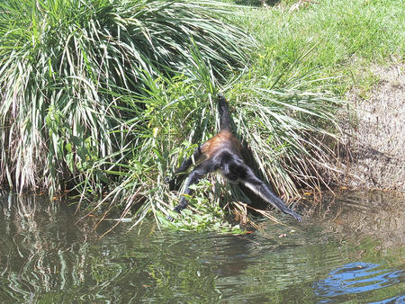 Mexican spider monkey #5