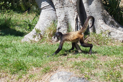 Mexican spider monkey #6