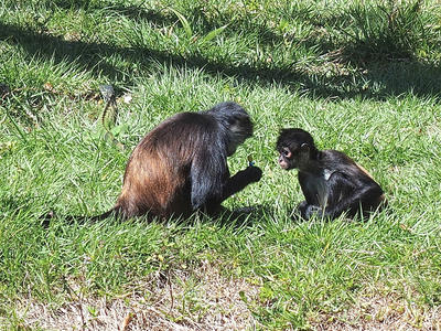 Mexican spider monkeys #2