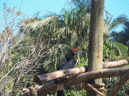 Rhinoceros hornbill