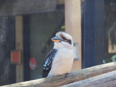 Laughing kookaburra
